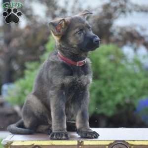 Lexie, German Shepherd Puppy